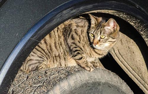 为什么猫咪喜欢躲在汽车轮胎底下？轮胎为什么怕冷呢-图2