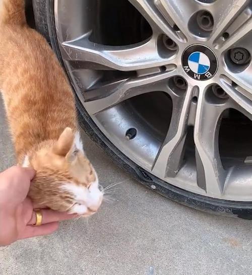 为什么猫咪喜欢躲在汽车轮胎底下？轮胎为什么怕冷呢-图3