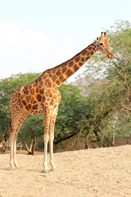 除了长颈鹿的脖子长还有什么动物的脖子长？脖子为什么最长呢-图2