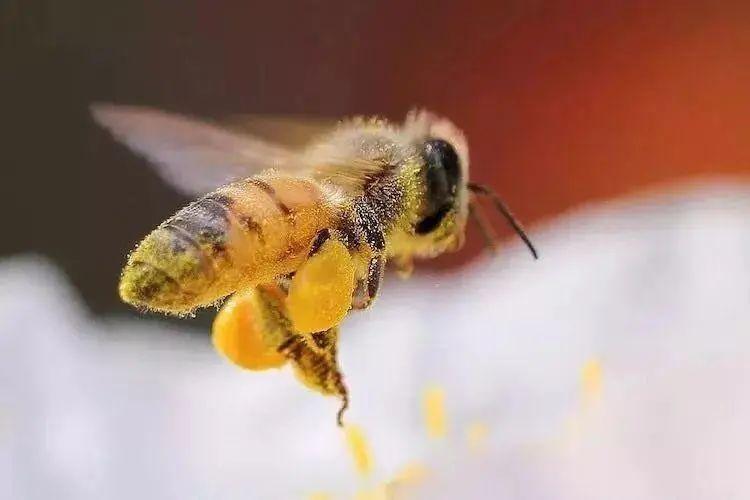 为什么夏天蜜蜂越养越少？夏天蜜蜂为什么呢