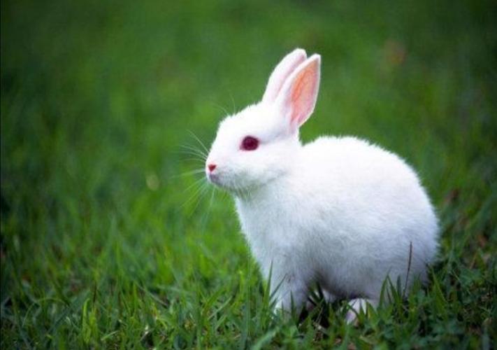 兔子他为什么叫兔子？为什么叫小兔呢-图3