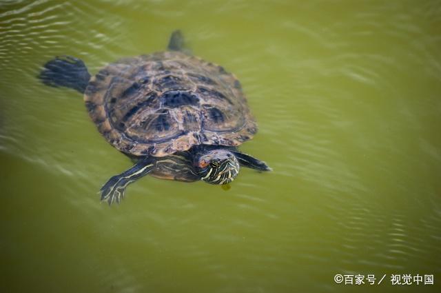 乌龟在水里为什么可以生活在水里而淹不死？为什么乌龟不死呢-图2