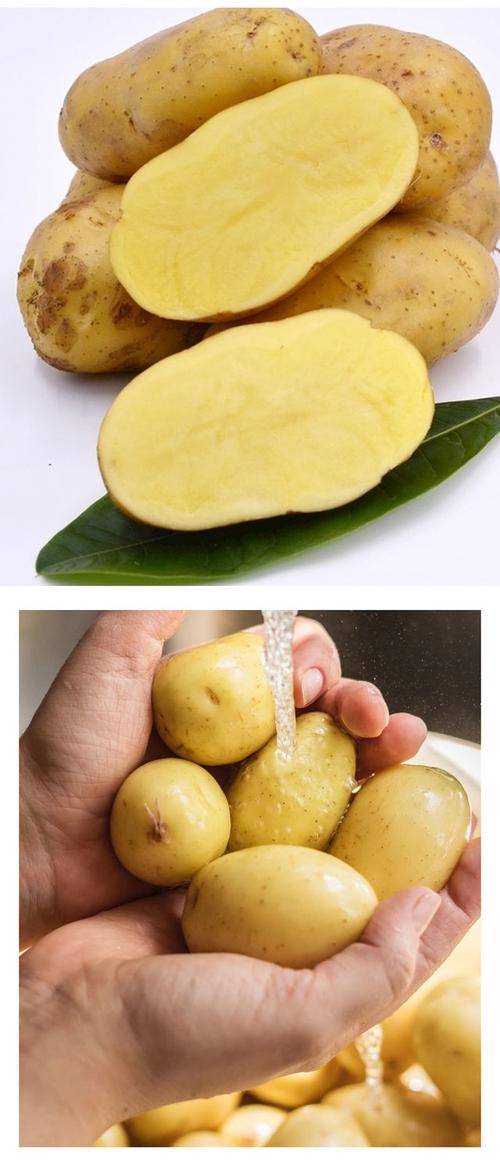 土豆，黄心白心啥区别，如何挑选好土豆？马铃薯为什么黑心呢