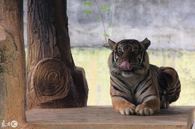 世界上最弱小的虎？为什么虎最小呢