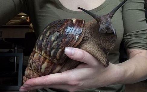 世界上最快的蜗牛是？蜗牛为什么厉害呢