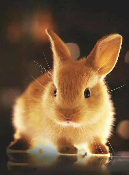 为什么小白兔那么可爱？为什么呢小兔小兔