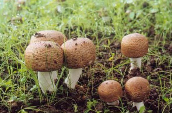 养殖蘑菇有什么营养？为什么蘑菇抗癌呢-图2