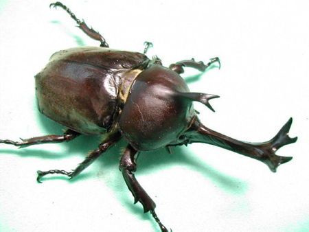 甲壳虫泛滥是怎么回事？甲虫多是为什么呢