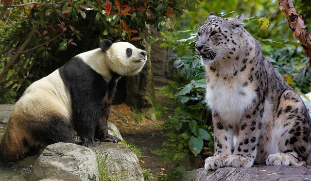 为什么大熊猫会成为国宝？雪豹为什么调皮呢-图1