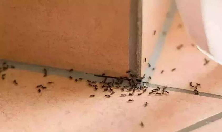 新家有蚂蚁怎么回事？新家为什么潮湿呢