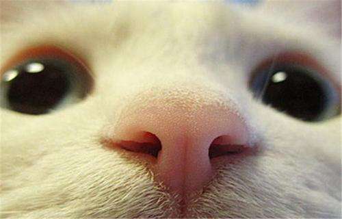 猫鼻子意思？为什么小猫呢鼻子