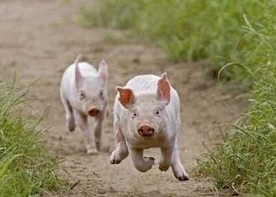 为什么猪会跑？猪是为什么呢