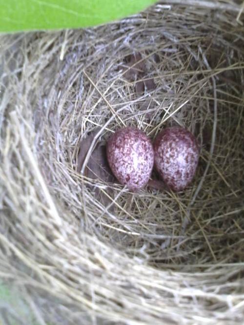 麻雀为什么把蛋搬出来小鸟为什么下蛋呢-图3