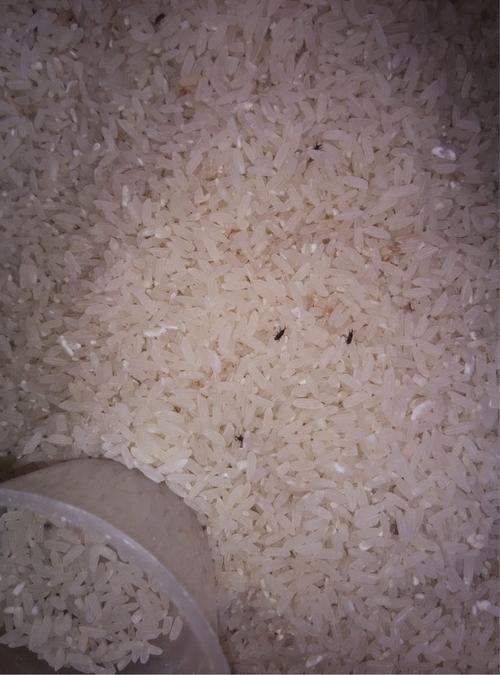 为什么大米会生虫子？米为什么长虫呢-图1
