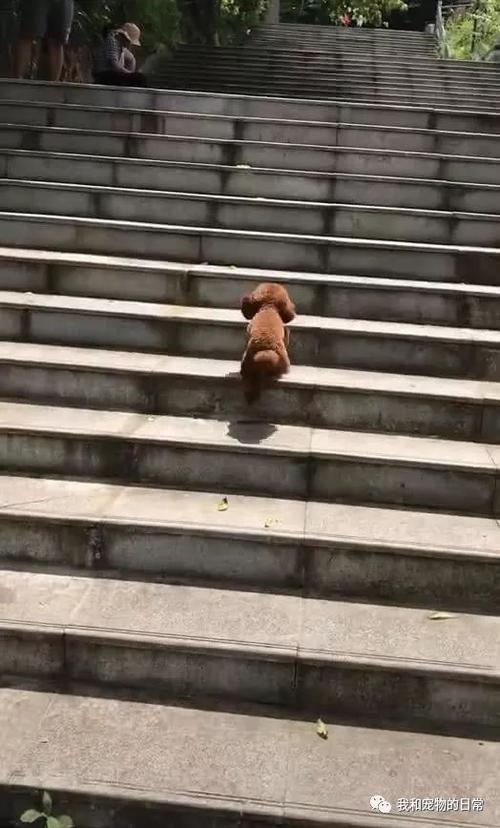 狗狗突没劲怎么回事楼梯也上不了精神也不好了？为什么上楼没劲呢