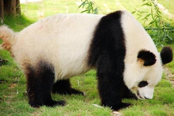 熊猫为什么繁殖这么慢？熊猫为什么迟钝呢