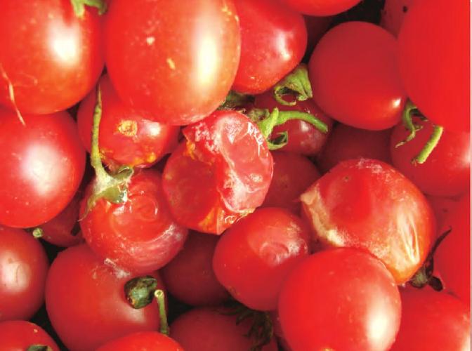 西红柿为什么是酸的？为什么地面发酸呢