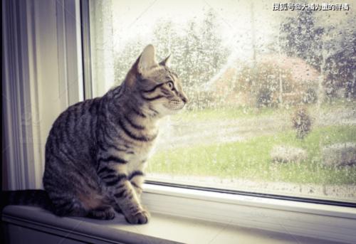 为什么猫在雨里发春？猫为什么有雨呢