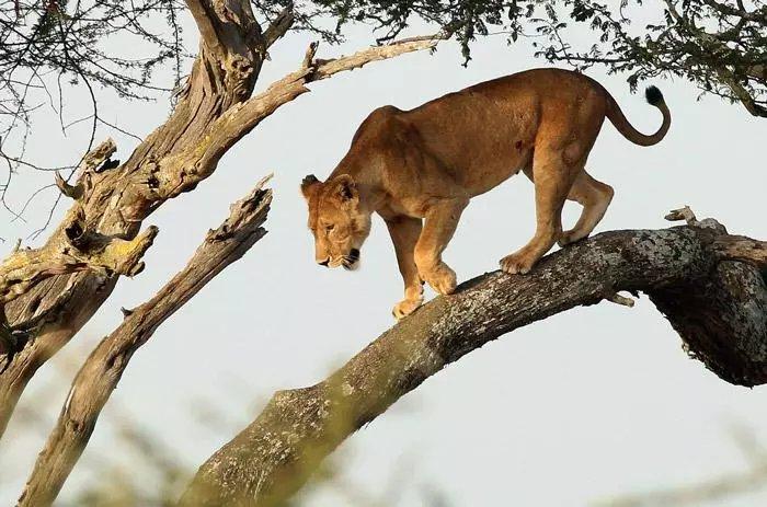为什么狮子属于猫科动物？雄狮为什么爬树呢