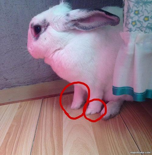 兔子脚上没毛了，还不怎么会跑了是怎么回事？为什么小兔不跑呢-图2