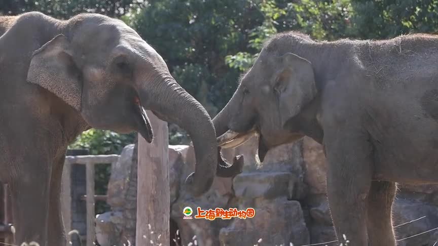 大象怎么叫的用哪个拟声词表示大象的叫声？为什么大象会叫呢