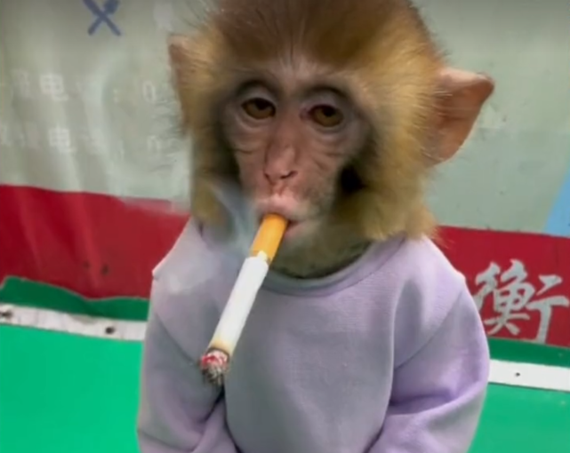 吞云吐雾是什么动物？猴子为什么吸烟呢