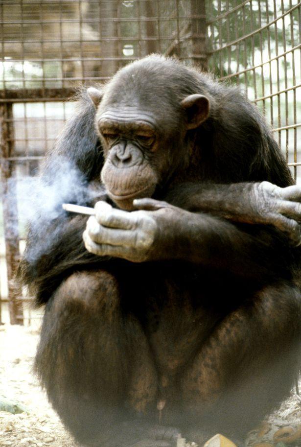 吞云吐雾是什么动物？猴子为什么吸烟呢-图2