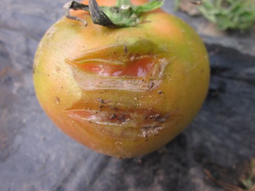 西红柿为什么会发酸？蕃茄为什么发酸呢