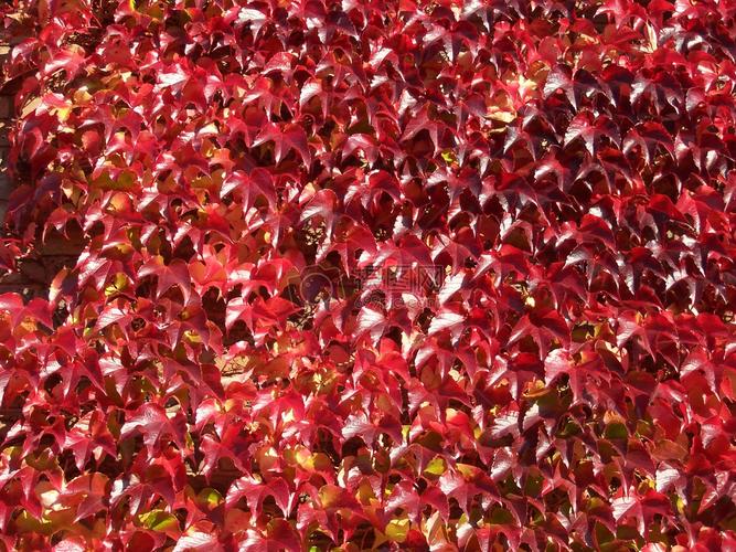 树叶为什么会变成红色？落叶为什么会红呢-图1