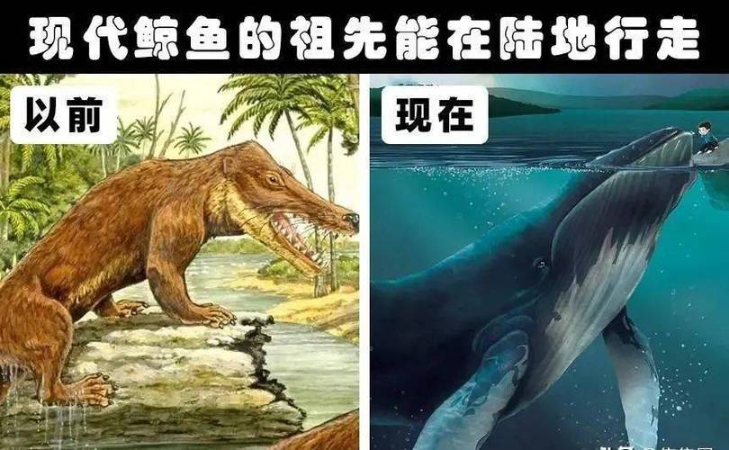 鲸鱼的祖先是什么恐龙？鲸鱼为什么老虎呢