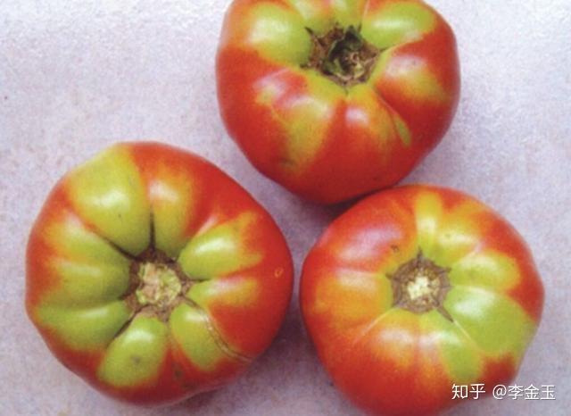 西红柿成熟了硬硬的是什么原因？蔬菜为什么发硬呢