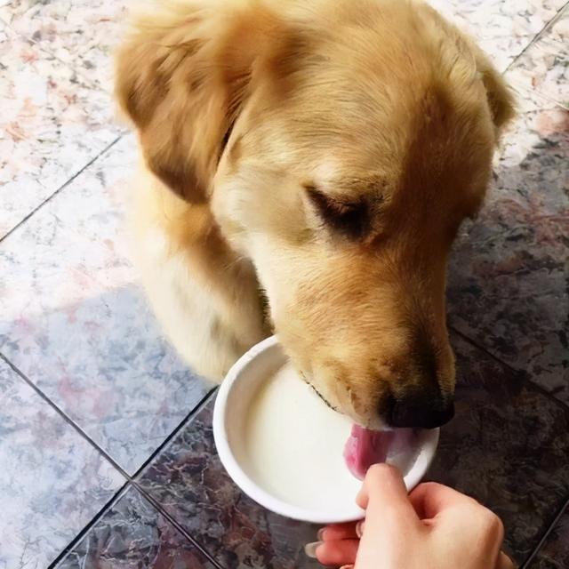 狗狗喝酸奶会拉肚子吗？为什么喝酸奶拉肚子呢呢