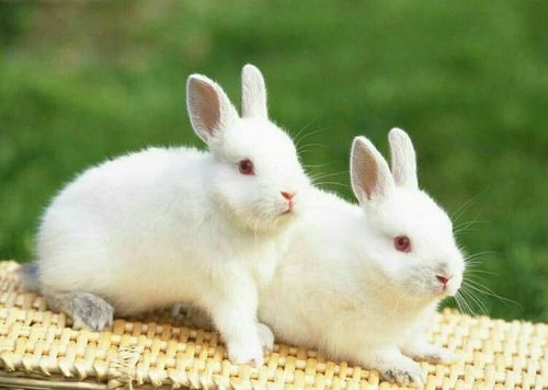 兔子只下两个崽怎么回事？为什么会有2个卵泡呢呢-图3