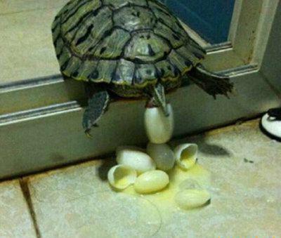 乌龟产蛋怎么那么久都不出来？乌龟为什么都不下蛋呢呢-图2