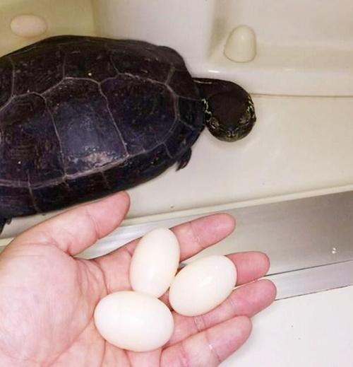 乌龟产蛋怎么那么久都不出来？乌龟为什么都不下蛋呢呢-图3