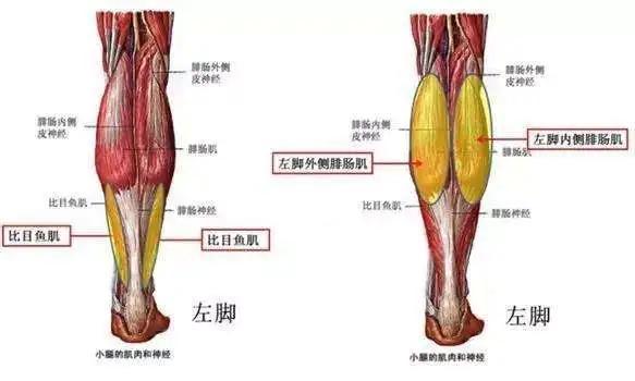 小腿肌肉绷紧的原因？为什么小腿有点发紧呢呢