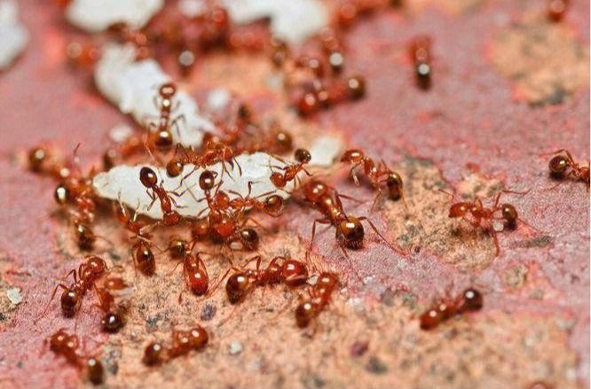 家里为什么会有蚂蚁？为什么家中有小蚂蚁呢呢-图1