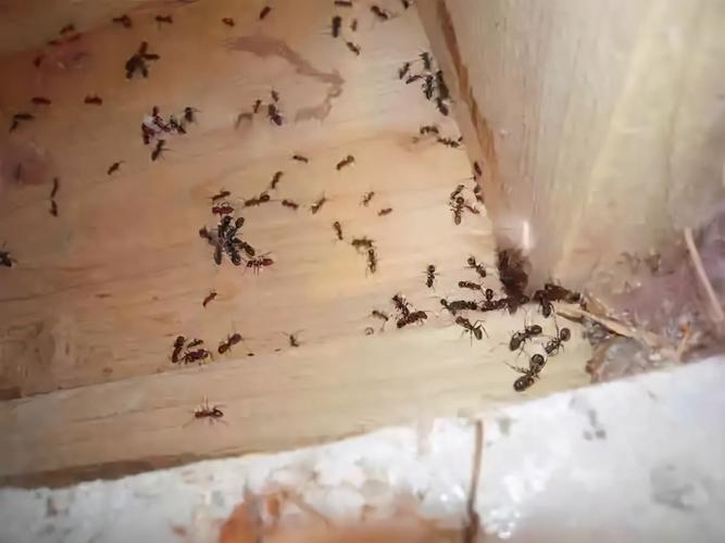 家里为什么会有蚂蚁？为什么家中有小蚂蚁呢呢-图2