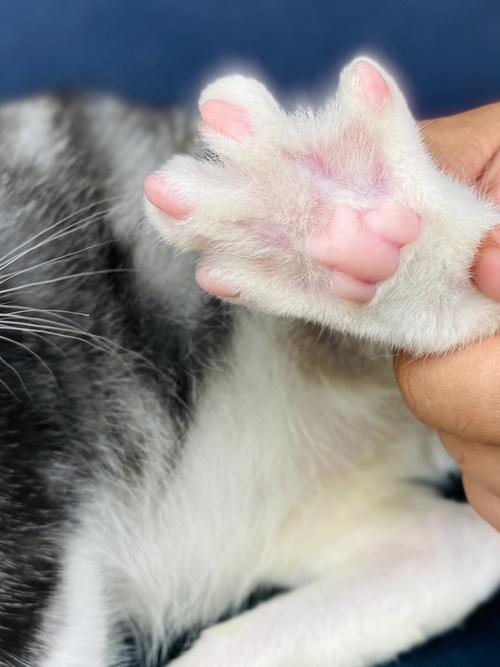 为什么猫咪的爪爪很可爱？为什么猫会觉得可爱呢呢