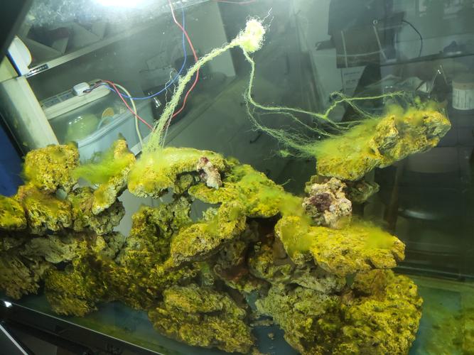 海缸海藻怎么养不活啊？海藻为什么养不活呢呢