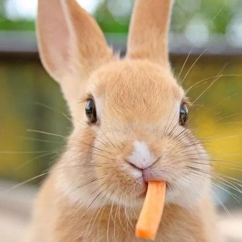兔子吃得多不胖怎么回事？吃饭多为什么不长肉呢呢