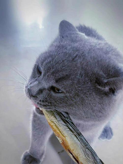 为什么猫喜欢吃鱼啊？为什么小猫爱吃鱼呢呢