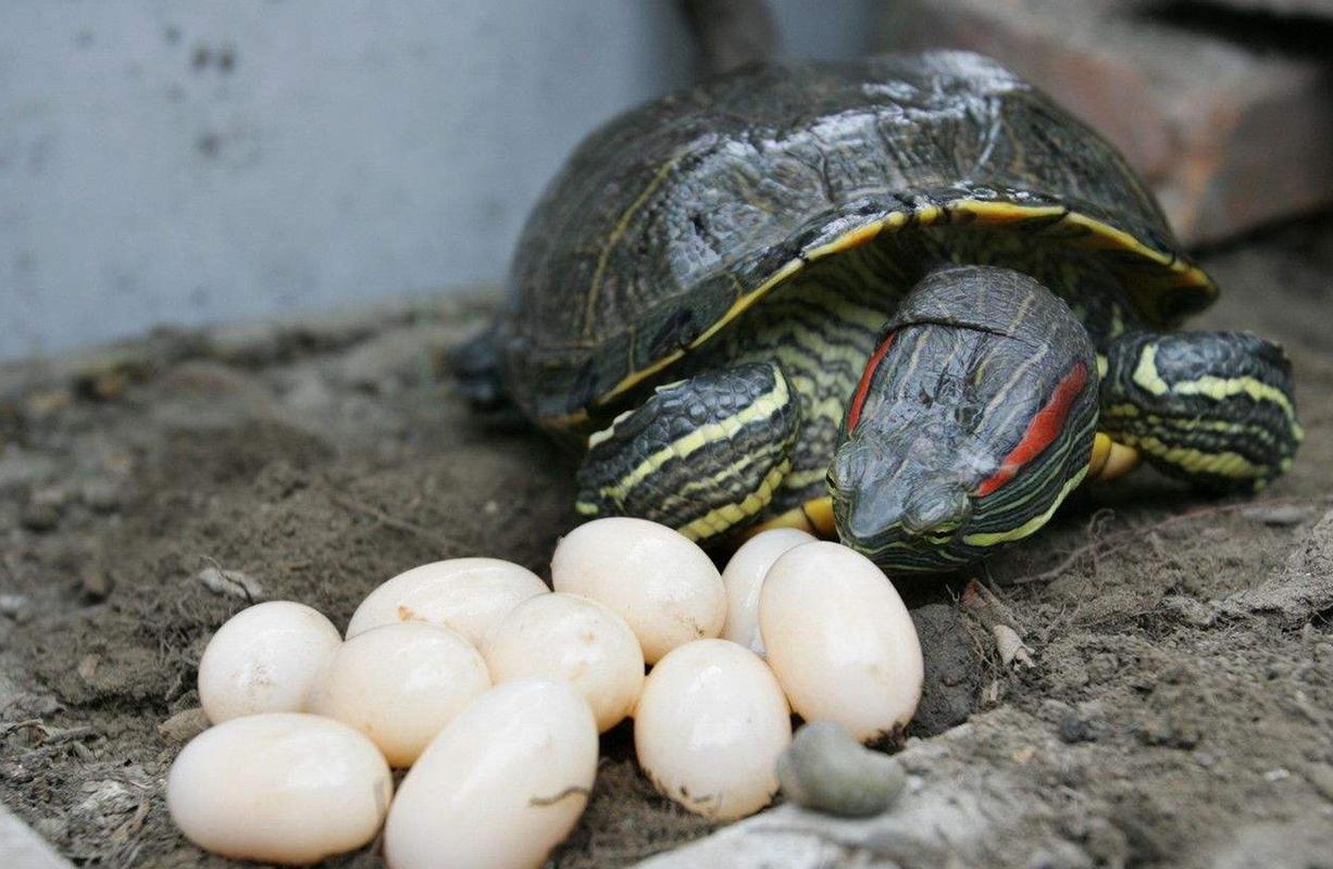 乌龟不下蛋？乌龟为什么不下蛋了呢呢
