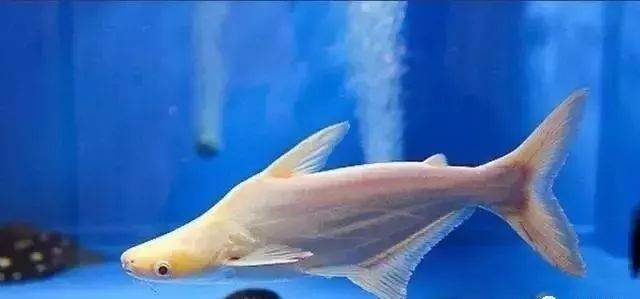 白化鱼是怎么产生的？小鱼为什么不能进化呢呢