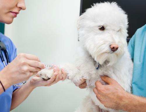 狗狗打了疫苗后呕吐？打过疫苗为什么会吐呢呢