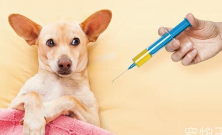 狗狗打了疫苗后呕吐？打过疫苗为什么会吐呢呢-图3