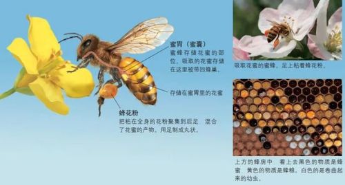 蜜蜂什么时候产蜜？为什么蜜蜂会产蜜呢呢