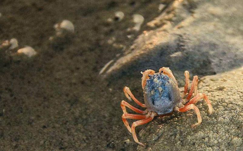 为什么螃蟹能在水里也能在陆地上？螃蟹为什么是竖着走呢呢