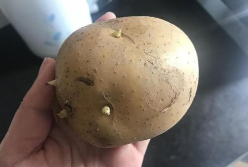 发芽土豆没切直接埋土里能长土豆吗？土豆为什么种在土里呢呢
