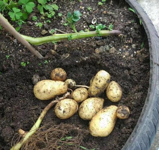 发芽土豆没切直接埋土里能长土豆吗？土豆为什么种在土里呢呢-图3